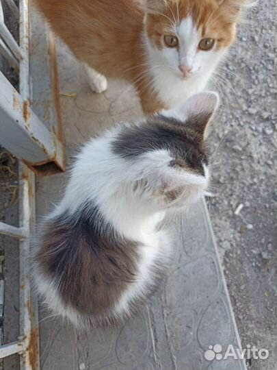 Котята в добрые руки