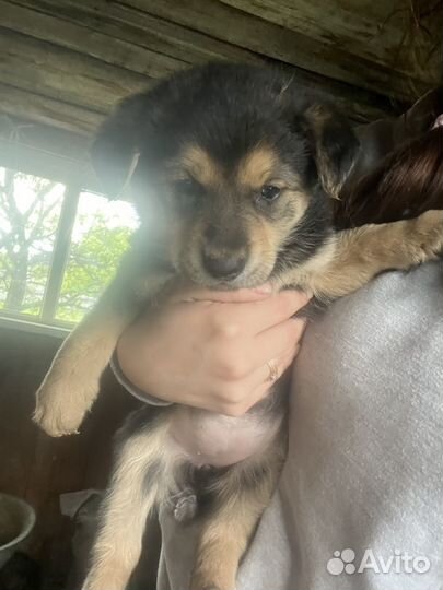 Собака в добрые руки отдам бесплатно