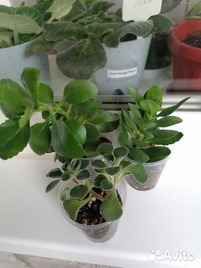 Каланхоэ цветущий