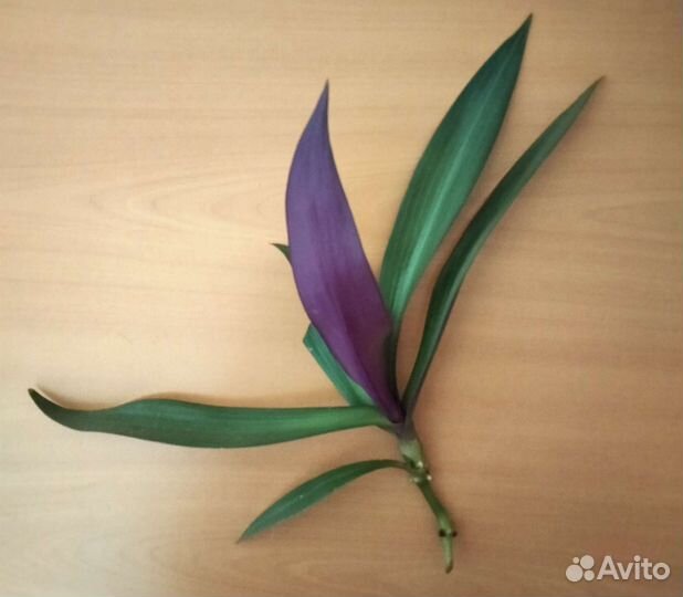 Традесканция рео