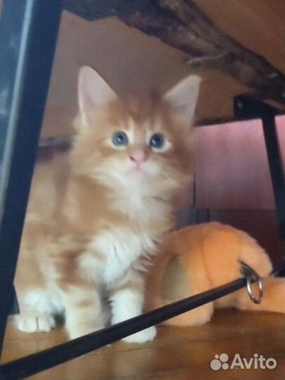 Котята мейн-кун