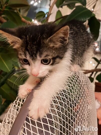 Ласковый котёнок мальчик с пятнышком 2,5 м