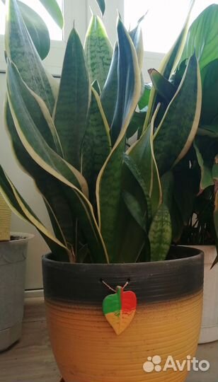 Сансивиерия