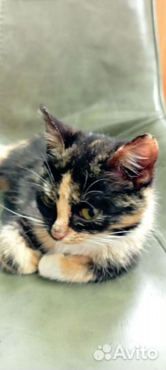 Кошка