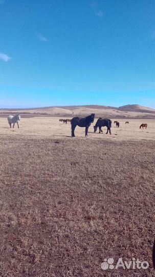 Продам жеребят