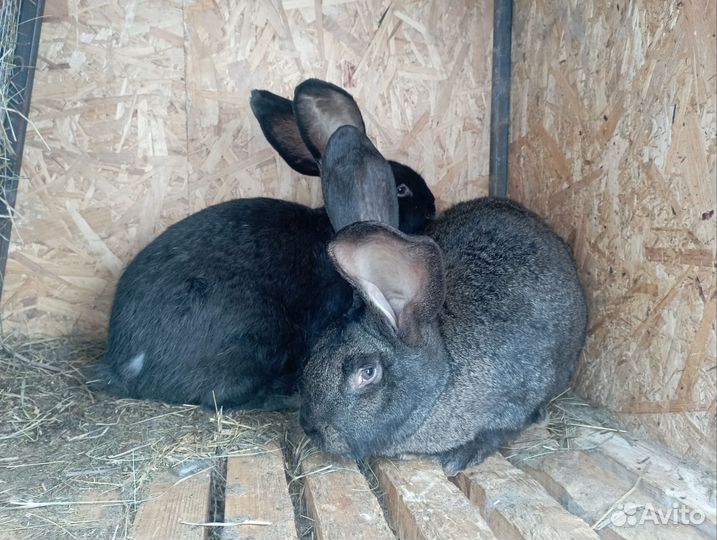 Кролики Самцы Ризин