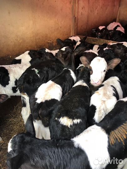 Бычки телята