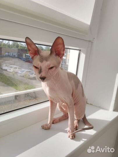 Случка кошки сфинкс