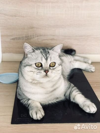 Шотладский кот вязка