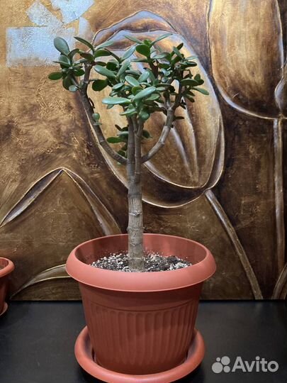 Толстянка (крассула, денежное дерево)