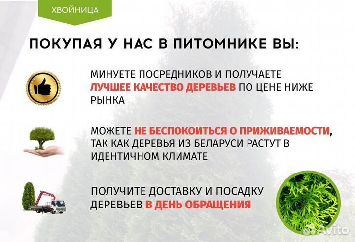 Туя Брабант 1,5 м,Колумна,Смарагд