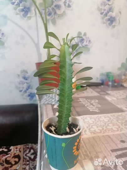 Кактус молочай