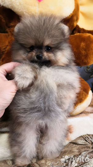 Померанский шпиц