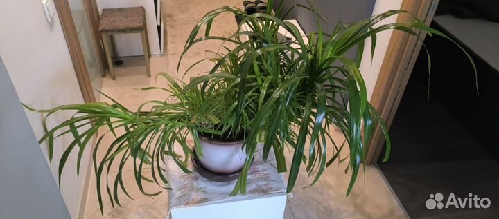 Пальма панданус