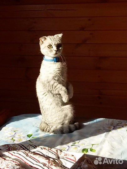 Шотландская вислоухая кошечка в добрые руки