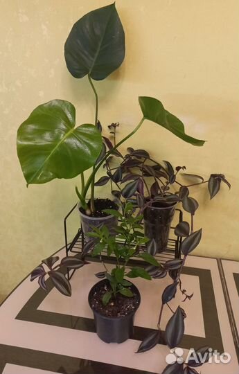 Комнатные растения пакетом