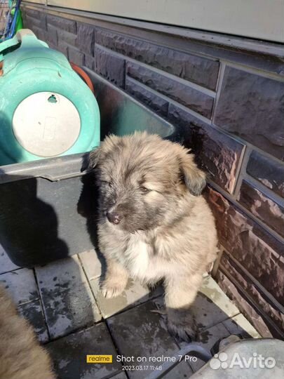 Щенки найдёныши