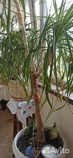 Нолина Бокарнея интерьерная (160-165 см от пола)