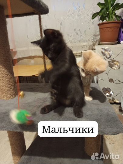 Домашние кошки