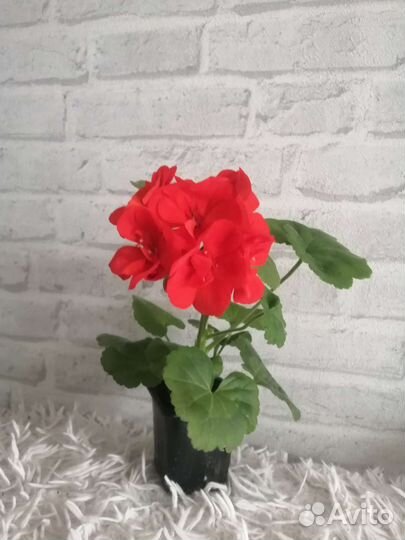 Пеларгония герань