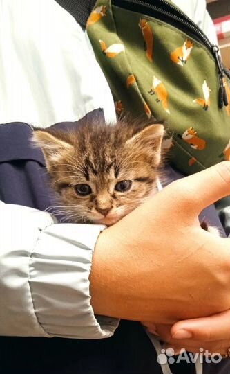 Котёнок девочка в добрые руки