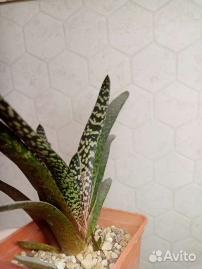 Гастерия Сноу storm