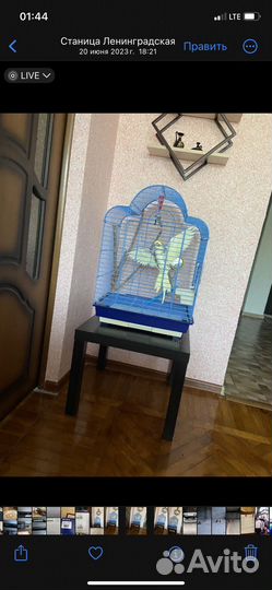 Попугай карелла с большой клеткой