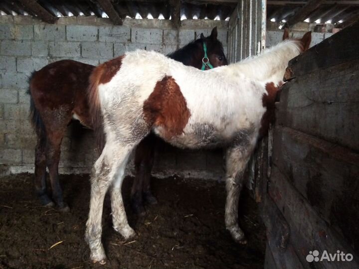 Жеребята от иноходцев