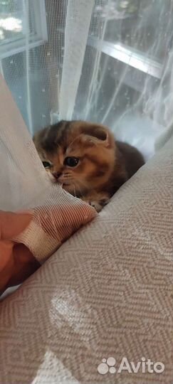 Шотландская вислоухая золотая шиншилла