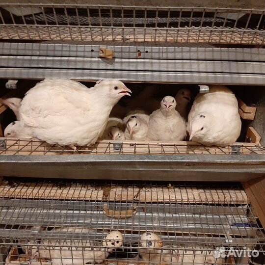 Перепела для разведения /Техасский перепел