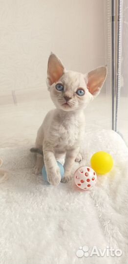 Котёнок девон-рекс девочка