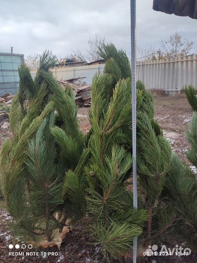 Экибана новогодняя