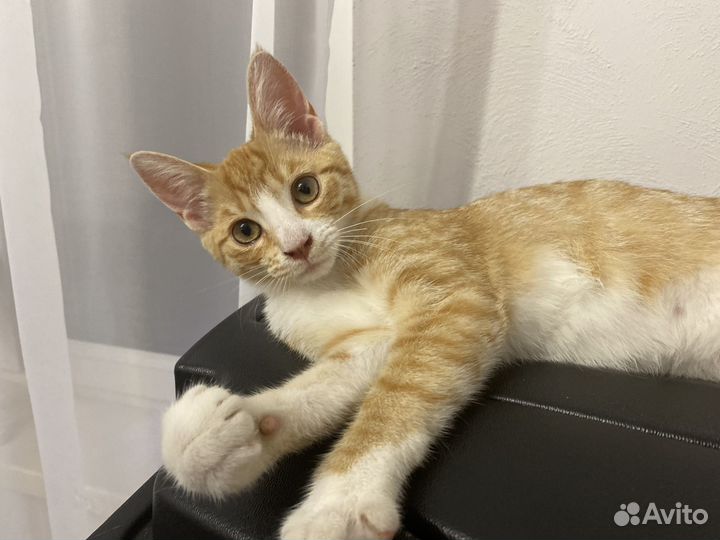 Золотинка ищет дом