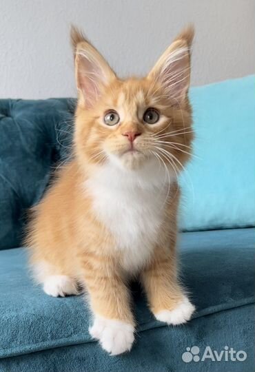 Мейн кун девочка