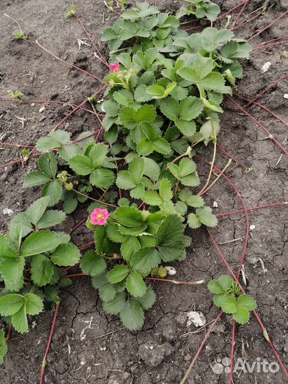 Клубника розовоцветная