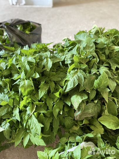 Рассада помидор и перцев