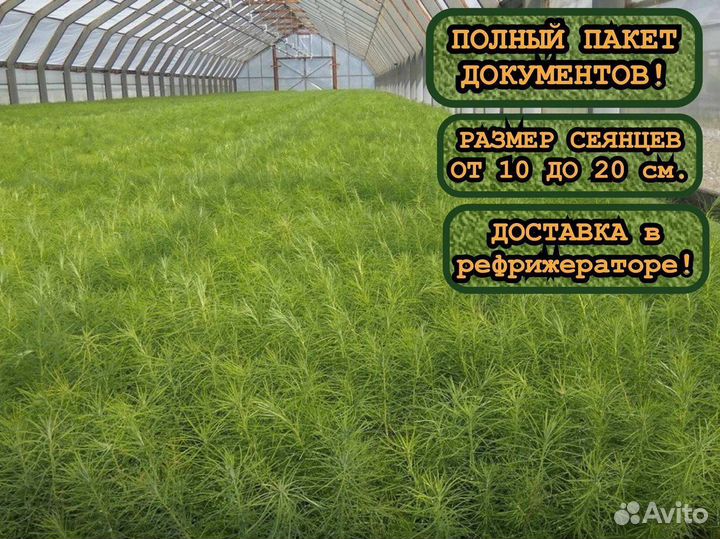 Сеянцы сосны и ели с окс для лесовосстановления