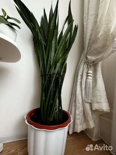 Сансевиерия