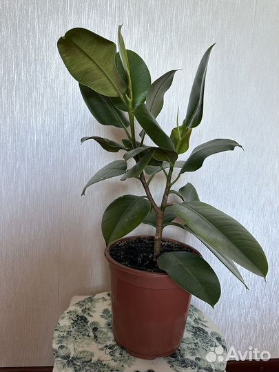 Фикусы Каучуконосные, взрослые растений