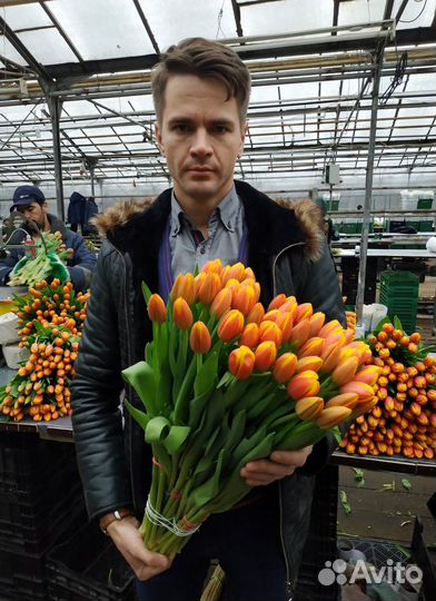 Тюльпаны оптом от производителя Bang Kok