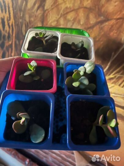 Крассула толстянка денежное дерево