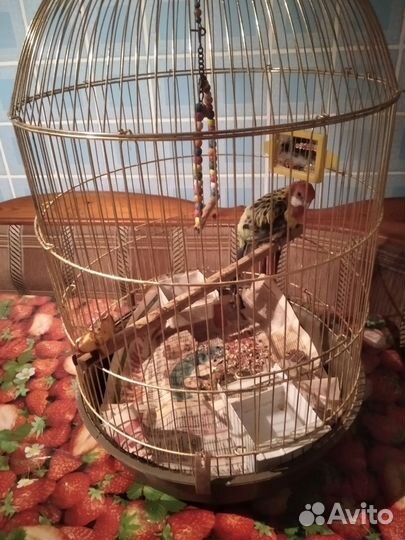 Попугай розелла с клеткой
