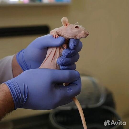 Ветеринарный врач на дом, Вакцинация, Ветеринар