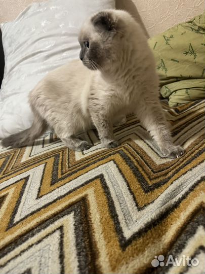 Передержка кошек и собак