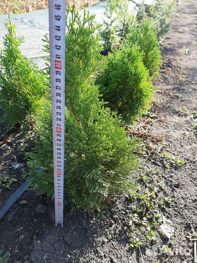 Туя смарагд саженцы
