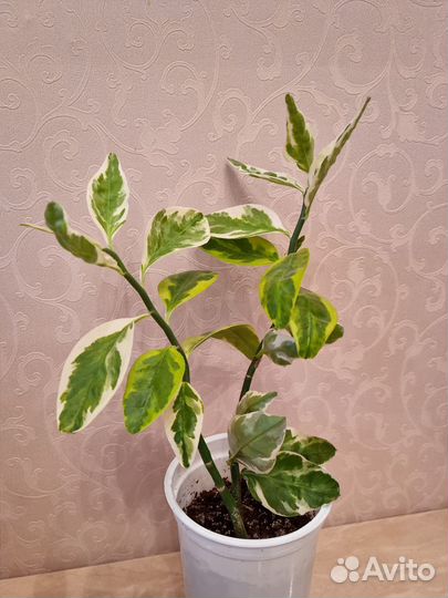 Педилантус