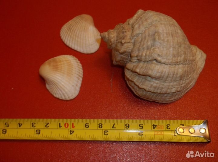 Ракушки 4 больших