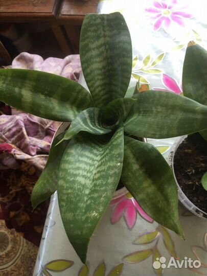 Сансевиерия, манстера