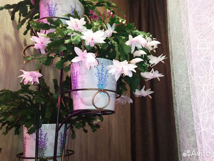 Декабрист микс