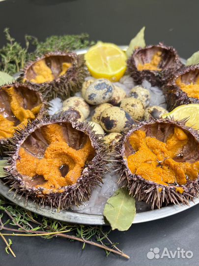 Морские ежи живые